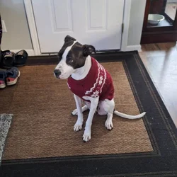Free Pointer Mix - Very Friendly