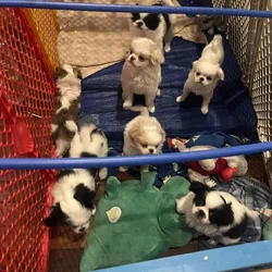 Japanese chin puppies ready 11/22/25