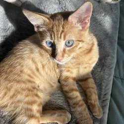 Two 5 month old adorable cats need a home