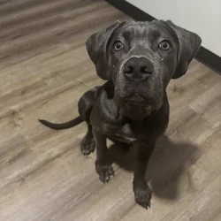 Cane corso puppy remy