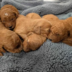 Mini Goldendoodles