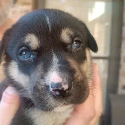 Husky/lab puppies