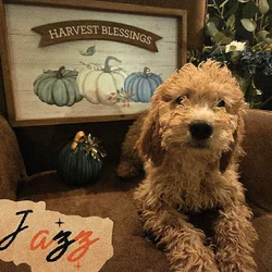 Good As Goldendoodles 3