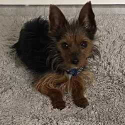 Registered Yorkie
