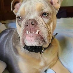11 Month AKC Lilac Merle English Bulldog