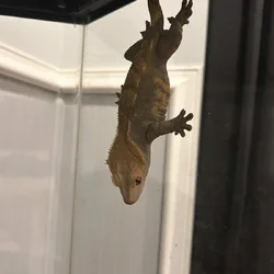 2 crested geckos with tanks and other supplies