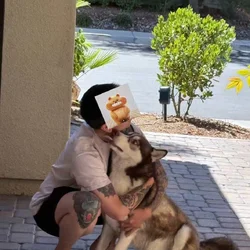 **Rehoming 3-Year-Old Healthy, Active Husky