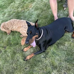 Doberman