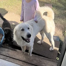 Rehoming loveable Full-Blooded Great Pyrenees