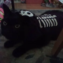 Olando the cat