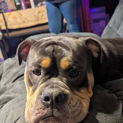 English bulldogges