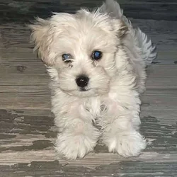 Shitzu & Mini french poodle mixed puppy