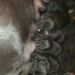 Great Dane Puppies