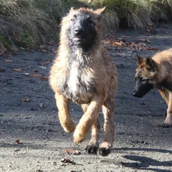 "Alligator" Male Belgian Tervuren Puppy