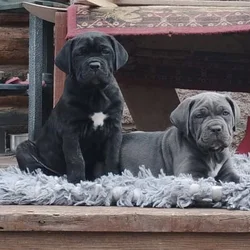 Cane Corso puppies available