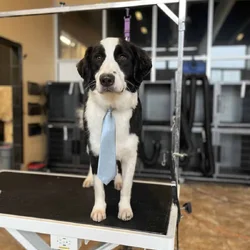 Aussiedoodle - Buck!