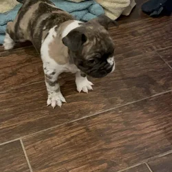 Frenchton
