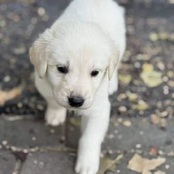 Great Pyrenees × Australian Shepherd × Lab Puppies