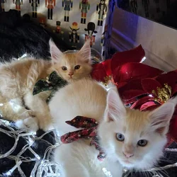 2 Purebred Maine Coon Kittens available