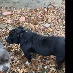 ABKC and UKC registered American Bully puppies TRI