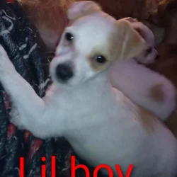 Pup's need home