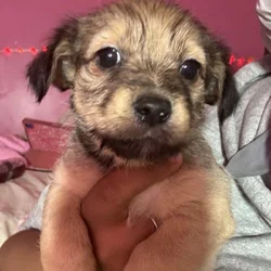 Patterdale terrier mix haizel