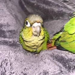 Green cheek conure