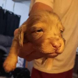 Miniature Doxies Puppies