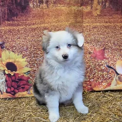 Mini Australian Shepherd puppies