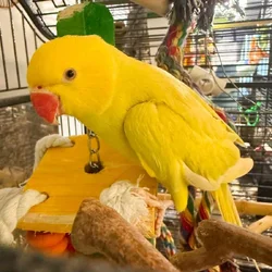 Lutino Pallid Indian Ringneck
