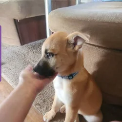 Pitsky pup