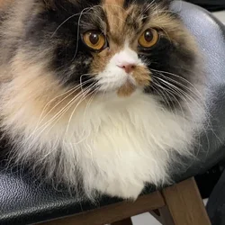 Adorable Persian Calico looking for furever home