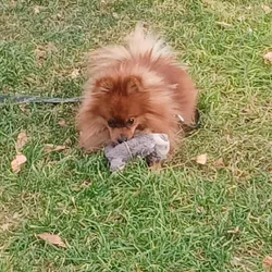 Pomeranian for sale.