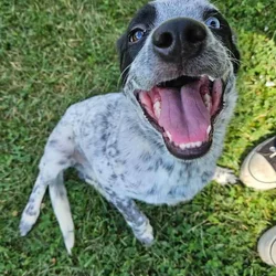Blue Heeler