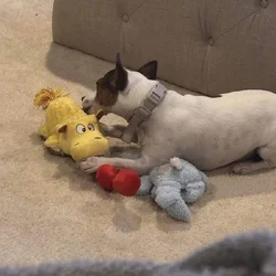 Meet Chloe — The Sweetest, Calm Jack Russell