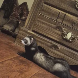 Needing a Forever Home