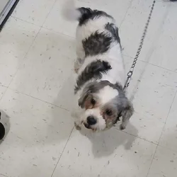 Bichon Frise mixed