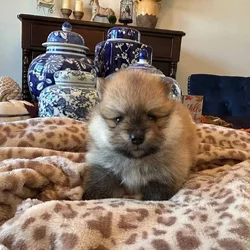 Pomeranian Puppies - AKC Registered