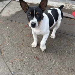 Decker Terrier Puppies for Sale in Petaluma