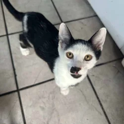 Male Cat 4 Looking for Forever Home