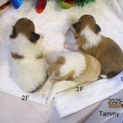 AKC Shetland Sheep Dog Puppies