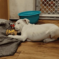 Pitbull puppies need rehoming ASAP