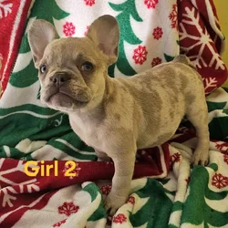 French bulldog puppy's