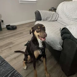 Sweet Girl Needs Nice Home
