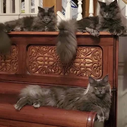 Pedigree Maine Coons - Large Blues