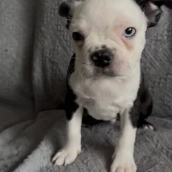 Purebred Boston Terrier Puppies