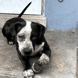 6 month old rescue puppy.. crazy lovable lap dog y