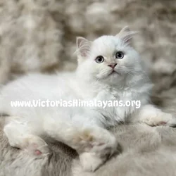 Himalayan Kittens