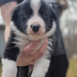 ADORABLE Puppy ready for you!