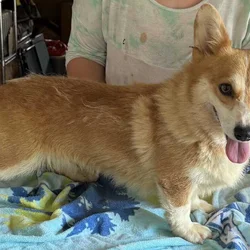 2 yr. Pembroke Welsh Corgi